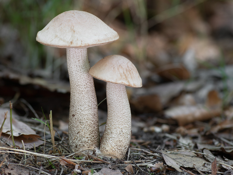 Leccinum brunneogriseolum